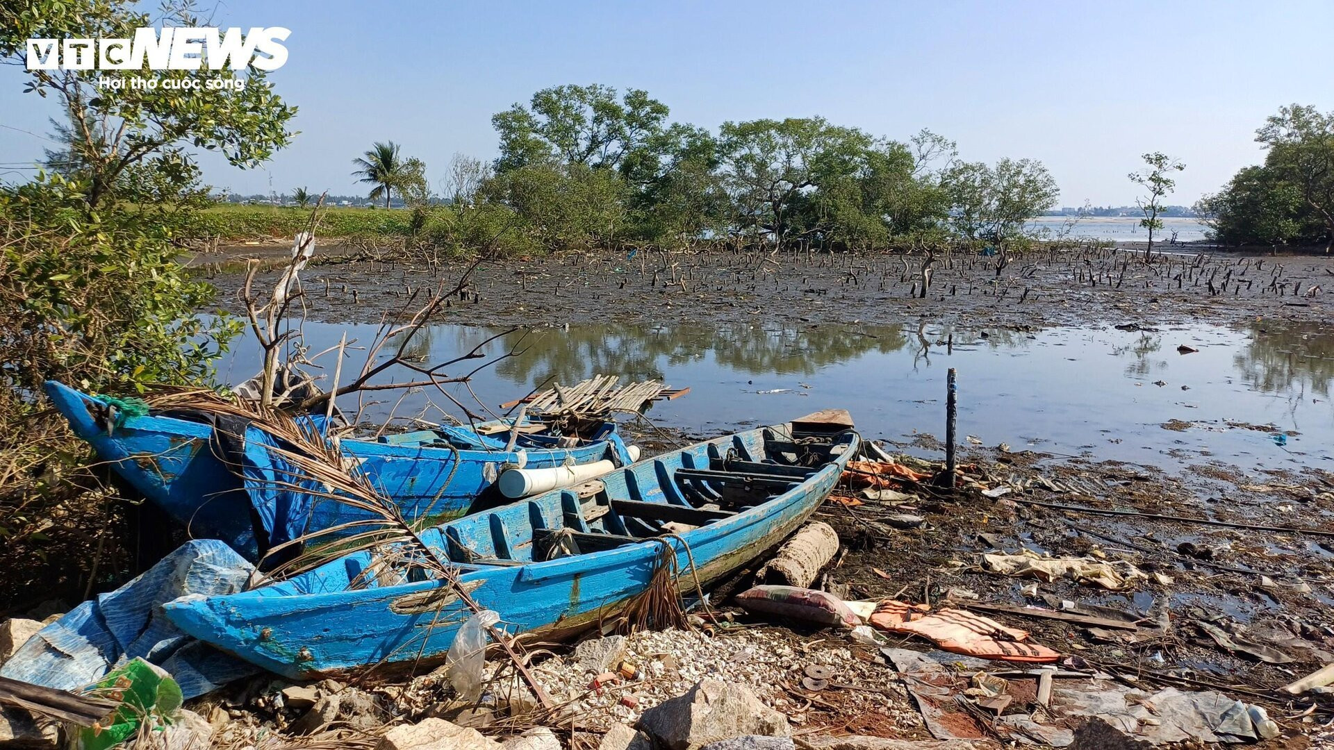 Xót xa gần 7 hecta rừng ngập mặn ở Quảng Nam chết khô - 5