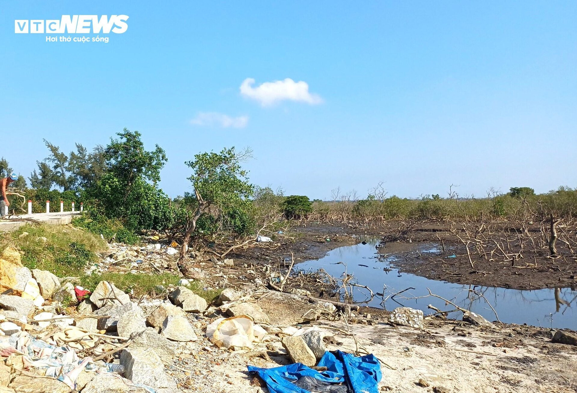 Xót xa gần 7 hecta rừng ngập mặn ở Quảng Nam chết khô - 7