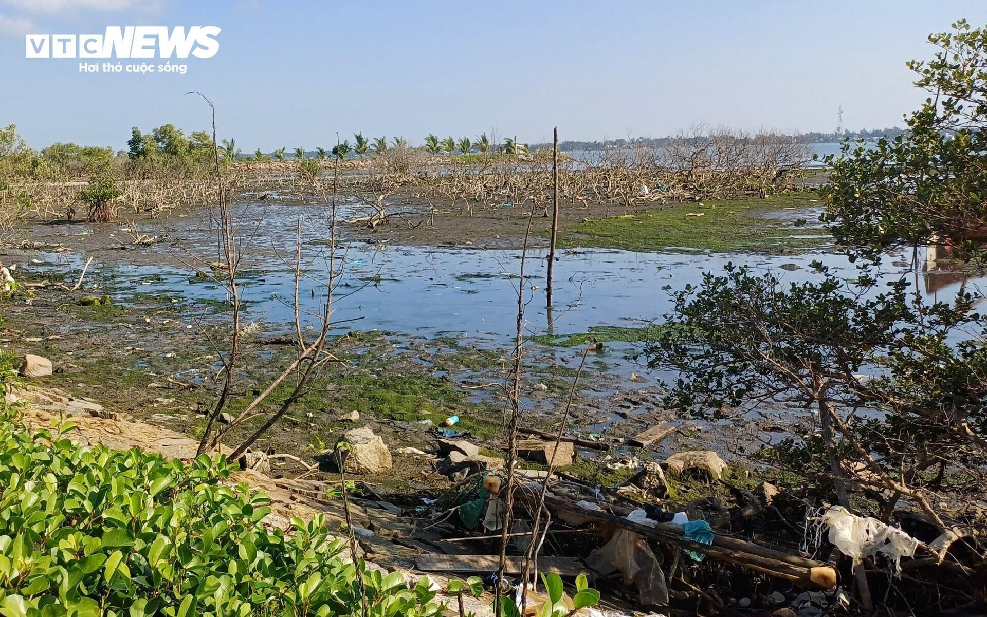 Xót xa gần 7 hecta rừng ngập mặn ở Quảng Nam chết khô - 2