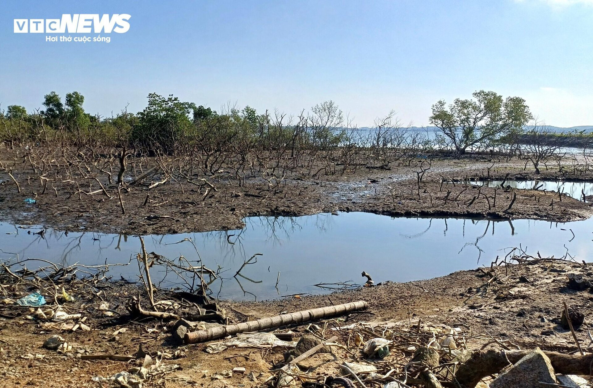 Xót xa gần 7 hecta rừng ngập mặn ở Quảng Nam chết khô - 8