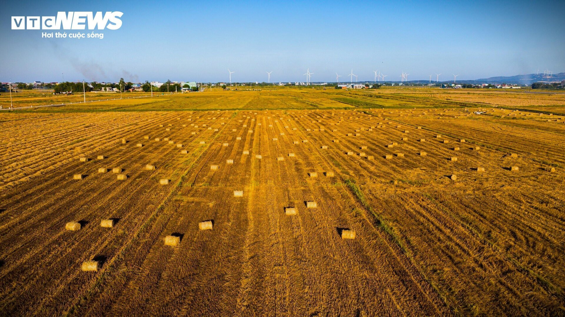 Ngắm 'mùa vàng' bình yên trên những cánh đồng lúa tại Bình Định - 7