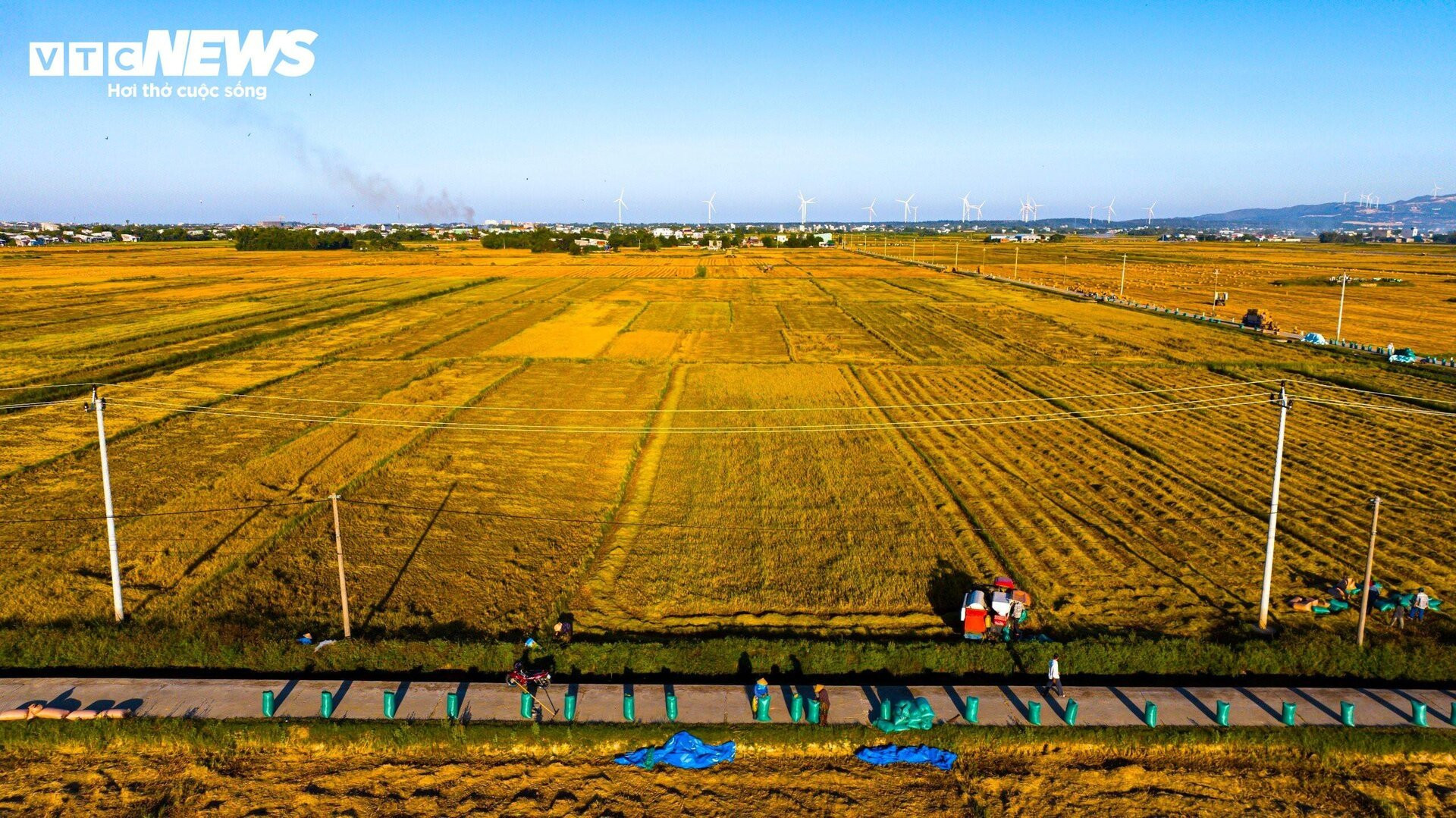 Ngắm 'mùa vàng' bình yên trên những cánh đồng lúa tại Bình Định - 2