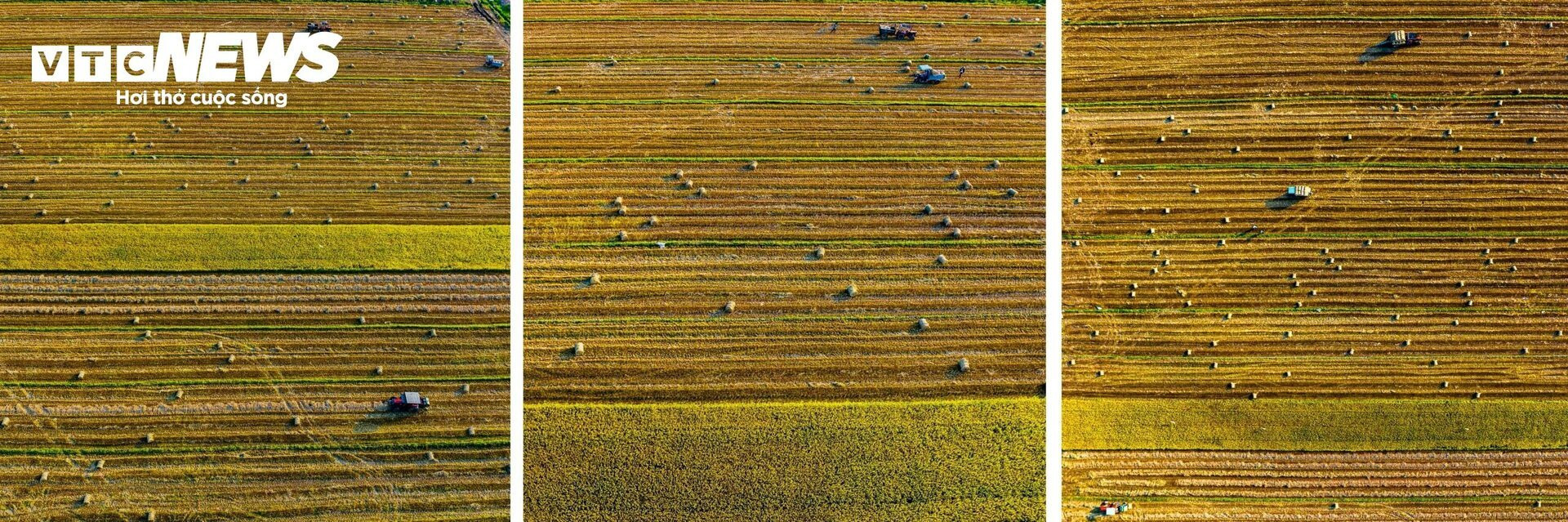 Ngắm 'mùa vàng' bình yên trên những cánh đồng lúa tại Bình Định - 10