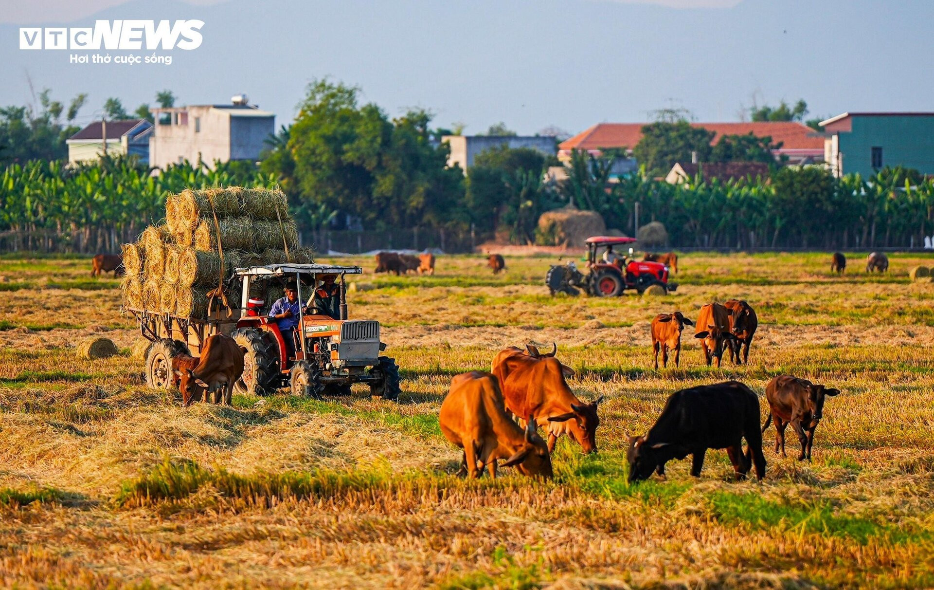 Ngắm 'mùa vàng' bình yên trên những cánh đồng lúa tại Bình Định - 13