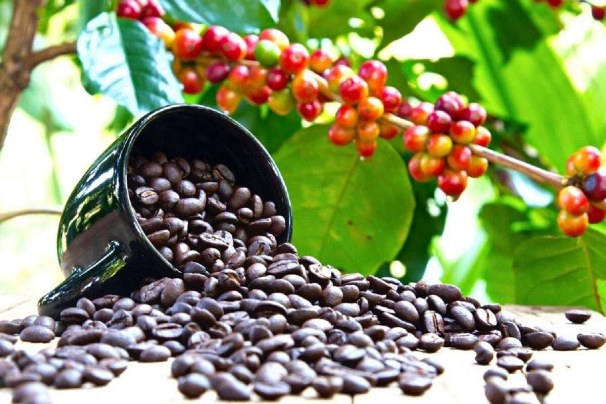 Giá cà phê tuần qua tiếp đà tăng mạnh tại thị trường nội địa. (Ảnh minh hoạ: Báo Công Thương).