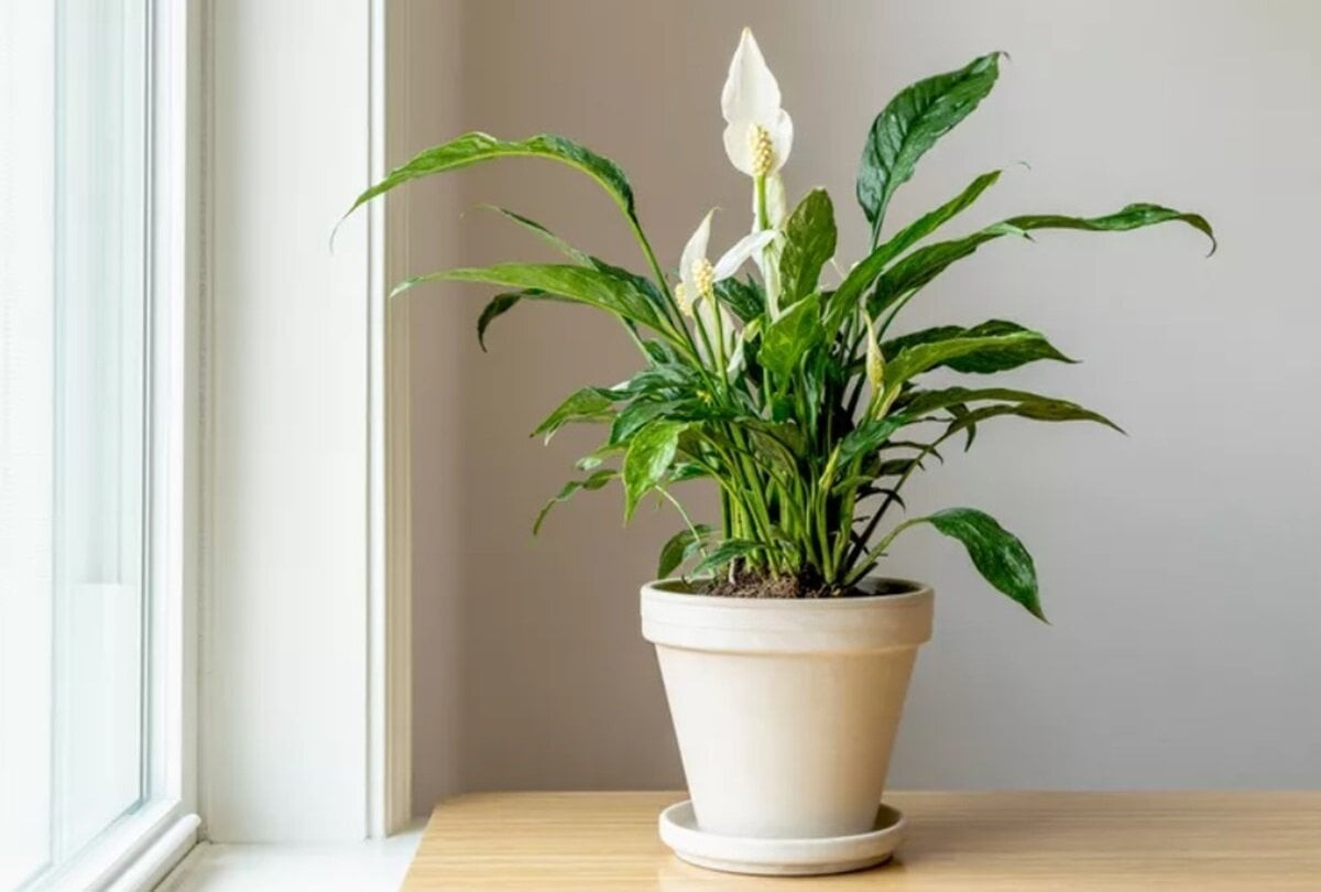 Muốn làm sạch không khí trong nhà, nên trồng cây này. (Ảnh: Thespruce)