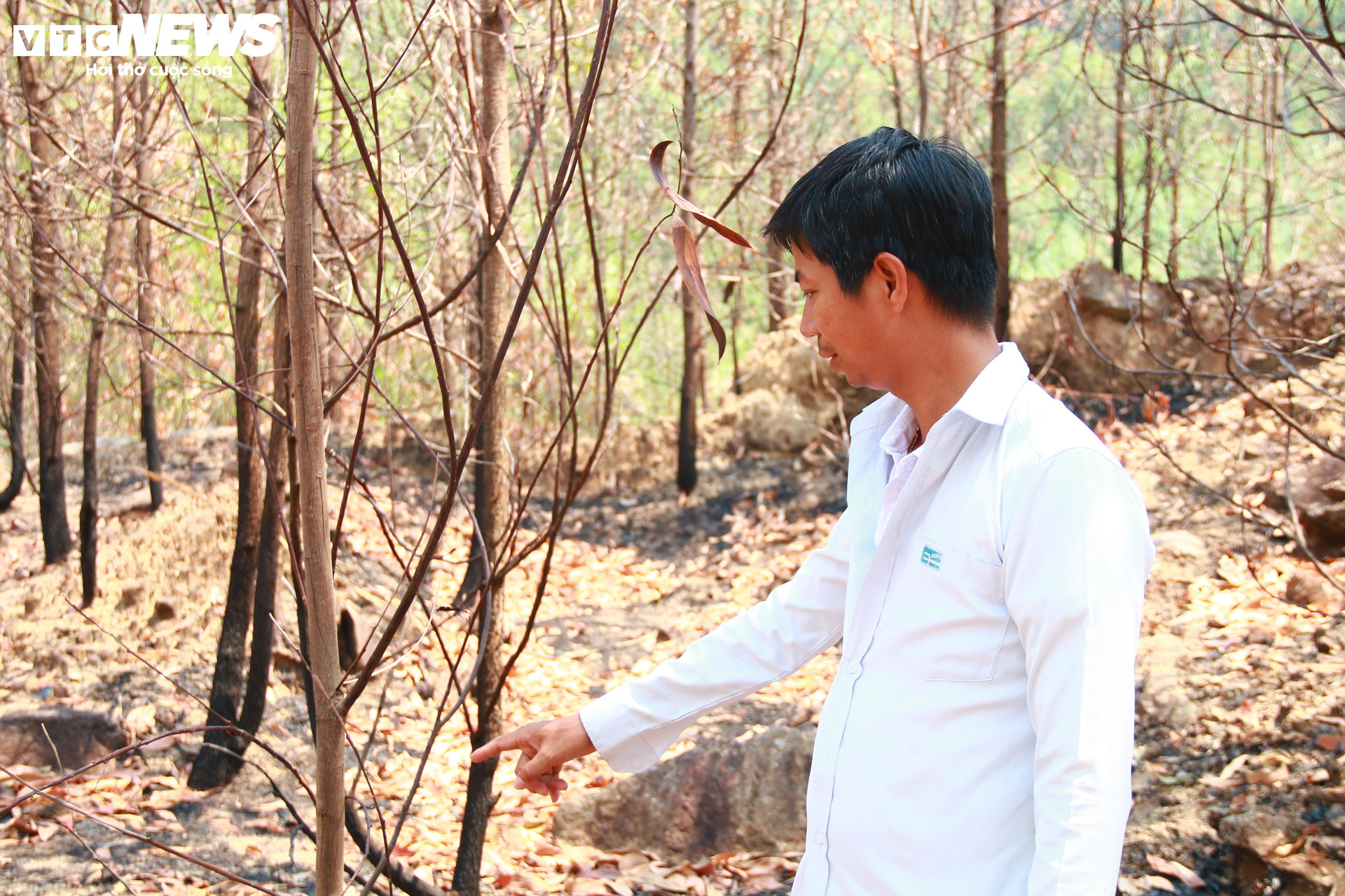 Vụ cháy khiến gia đình ông Ninh thiệt hại 20 ha keo lá tràm.