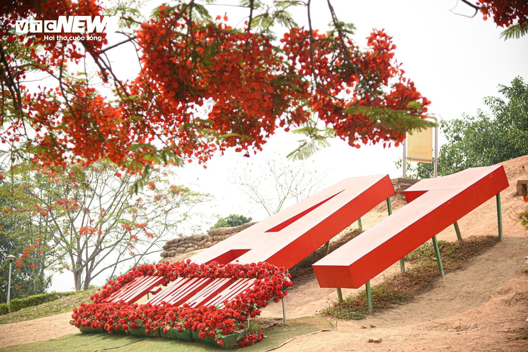 Sắc màu hoa phượng rực rỡ quanh đồi A1 ở Điện Biên  - 1