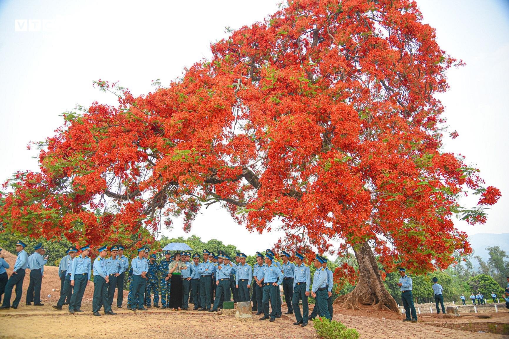 Sắc màu hoa phượng rực rỡ quanh đồi A1 ở Điện Biên  - 4