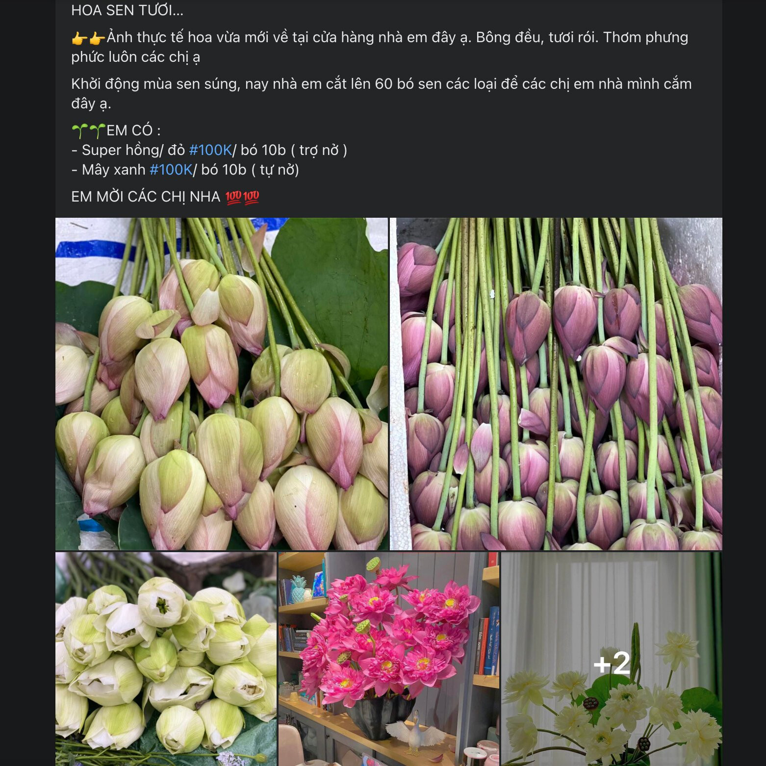 Hoa sen đầu mùa được rao bán trên 