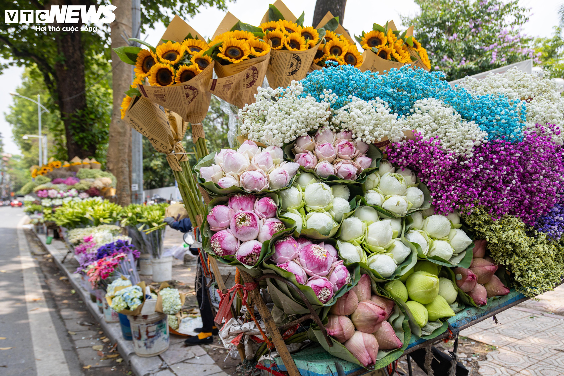 Hoa sen Quan Âm xuất hiện trên những gánh hàng hoa ở Hà Nội.