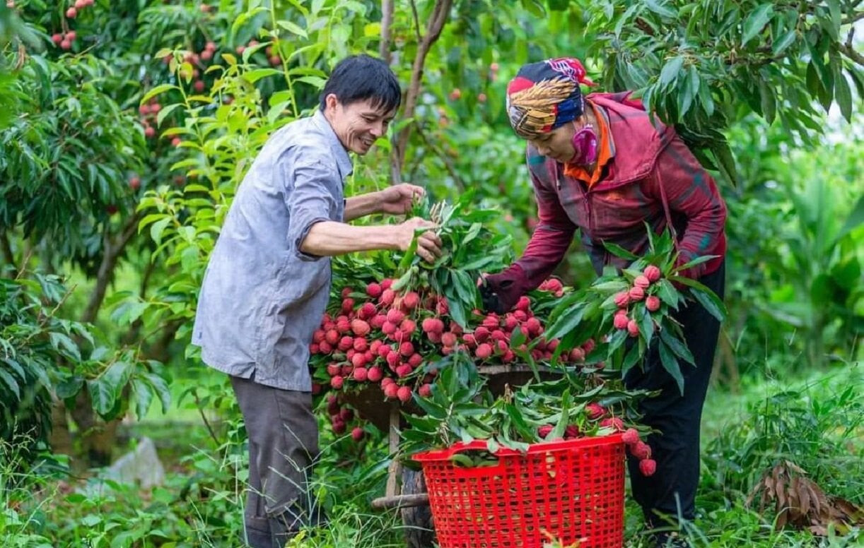 Nhiều vườn vải chín sớm tại Bắc Giang đã cho thu hoạch. (Ảnh minh họa: Sở NNPTNN Bắc Giang)