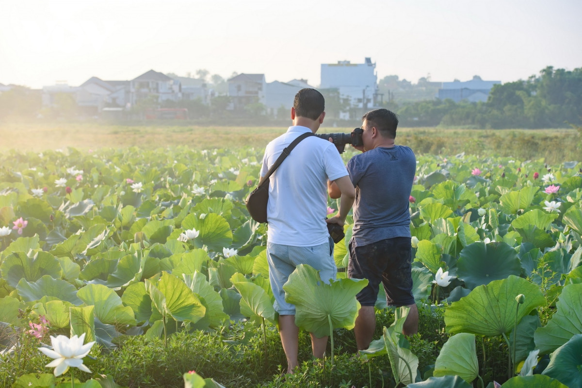 binh yen mua sen trang xu hue hinh anh 7