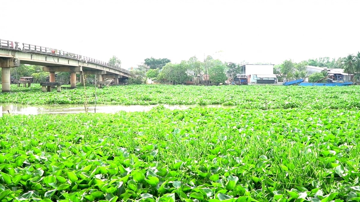 lục bình xâm lấn và thiết bị trục vớt made in long an hình ảnh 1 luc binh xam lan va thiet bi truc vot made in long an hinh anh 1