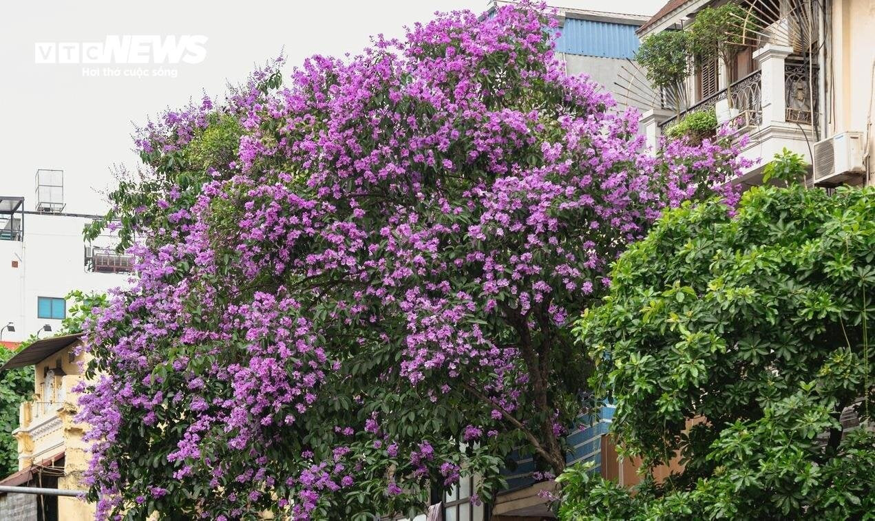 Hoa bằng lăng không chỉ đẹp mà còn có thể dùng để chế biến món ăn. (Ảnh minh họa: N.Loan)