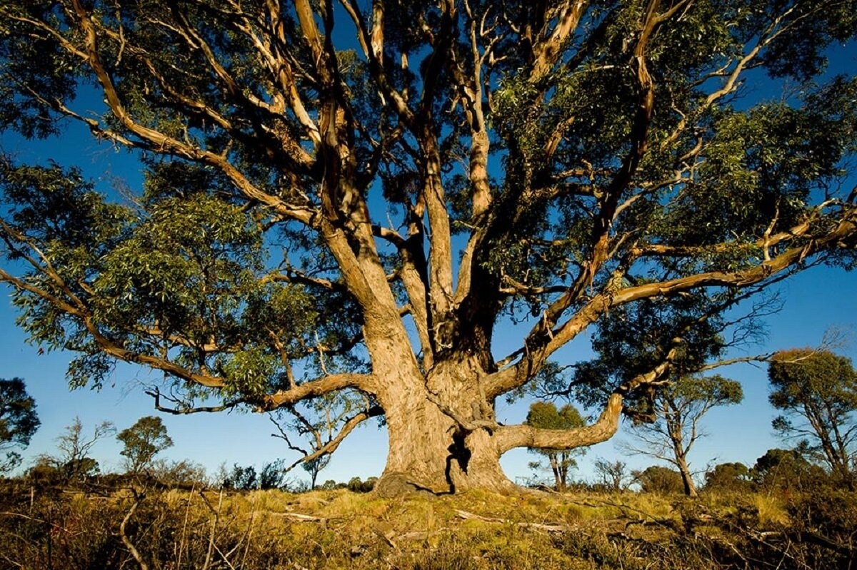 Cây bạch đàn Eucalyptus của Úc là nguồn cung cấp gỗ làm nên sợi Tencel.