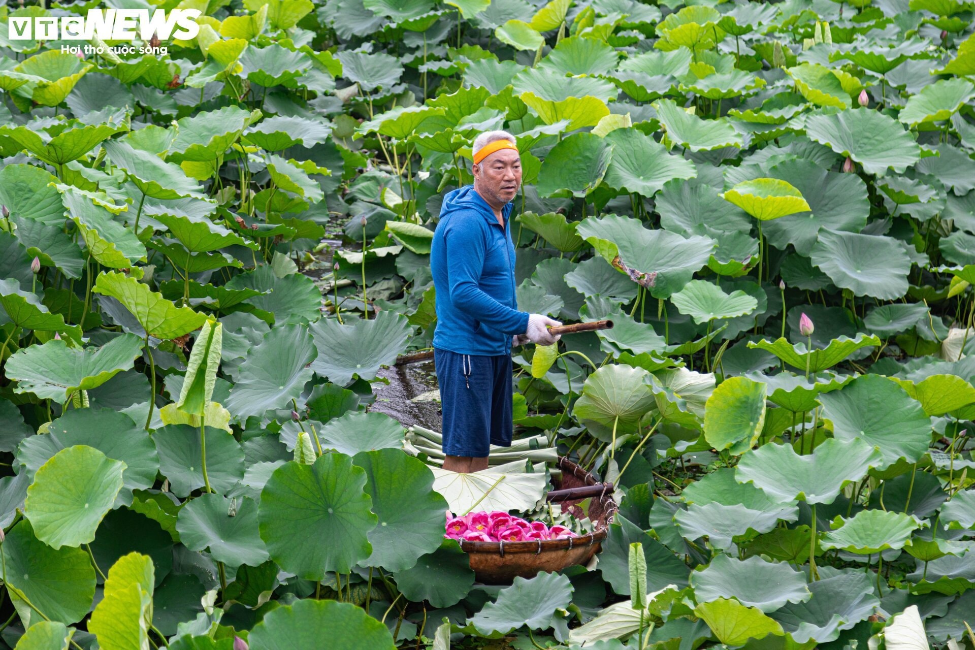 Người trồng sen hồ Tây tất bật thu hoạch, hái bao nhiêu cũng không đủ bán - 3