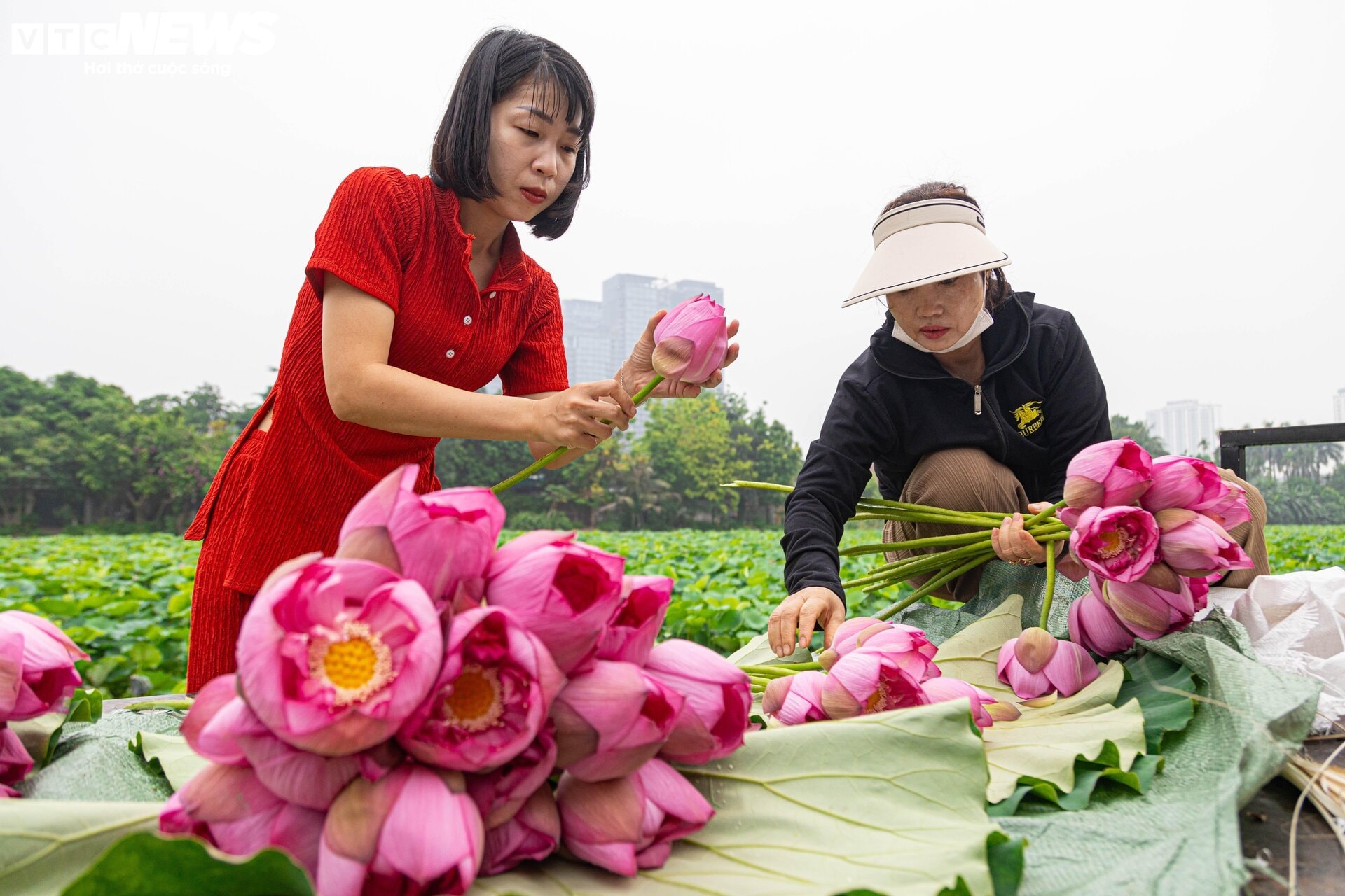 Người trồng sen hồ Tây tất bật thu hoạch, hái bao nhiêu cũng không đủ bán - 8