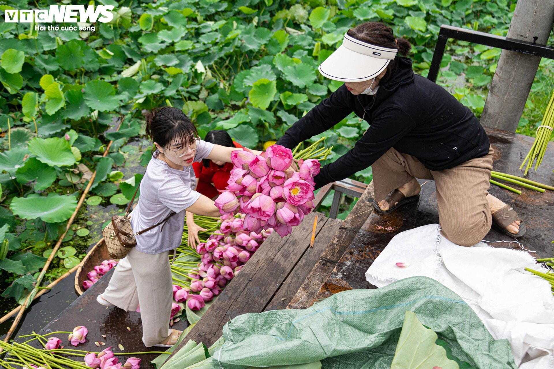 Người trồng sen hồ Tây tất bật thu hoạch, hái bao nhiêu cũng không đủ bán - 6