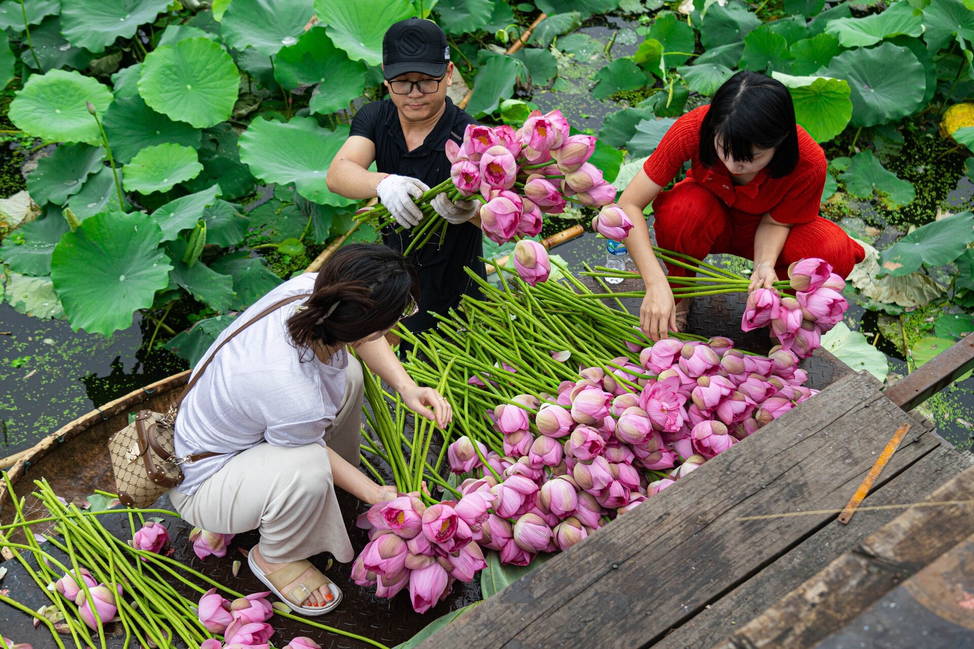 Người trồng sen hồ Tây tất bật thu hoạch, hái bao nhiêu cũng không đủ bán - 5