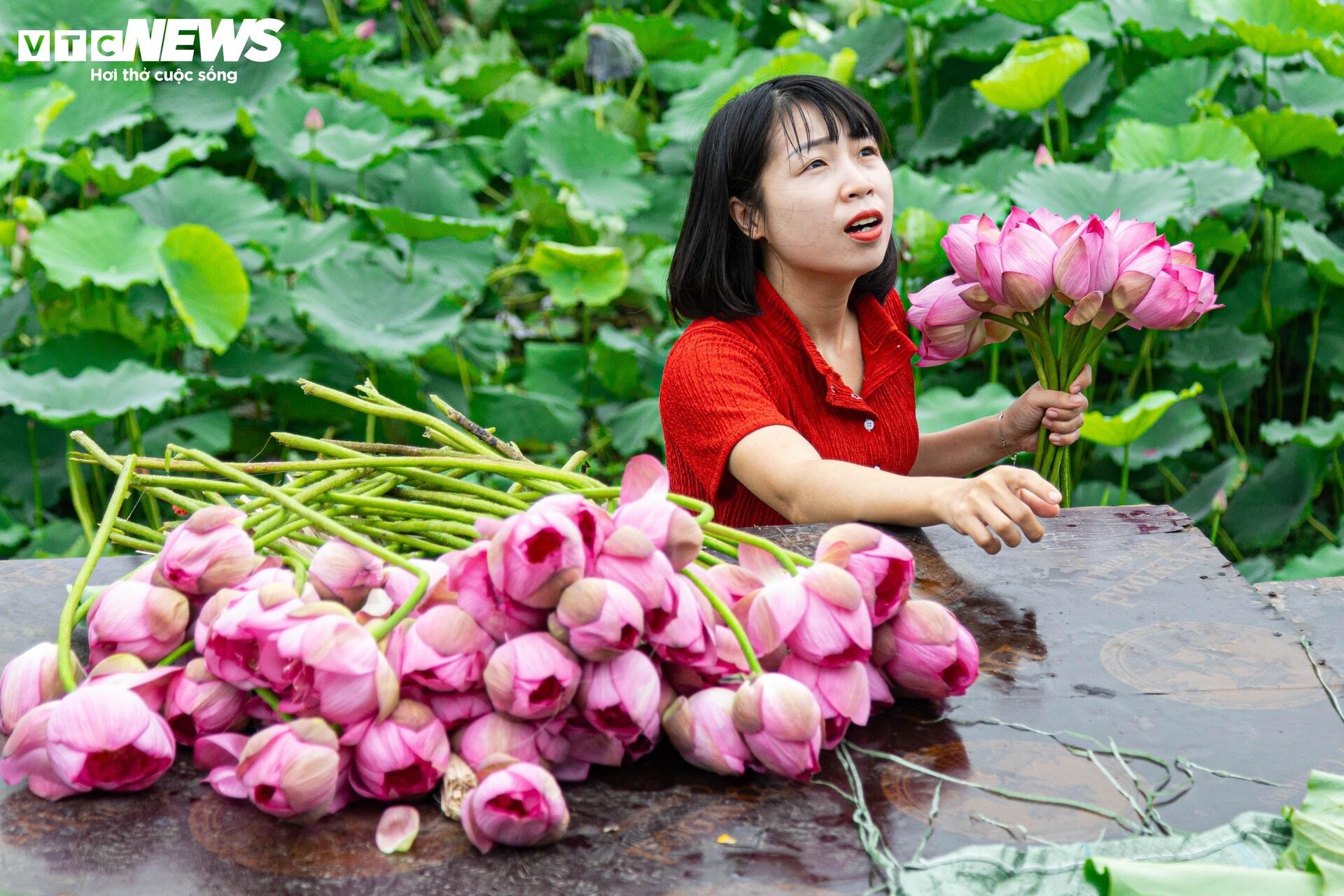 Người trồng sen hồ Tây tất bật thu hoạch, hái bao nhiêu cũng không đủ bán - 11