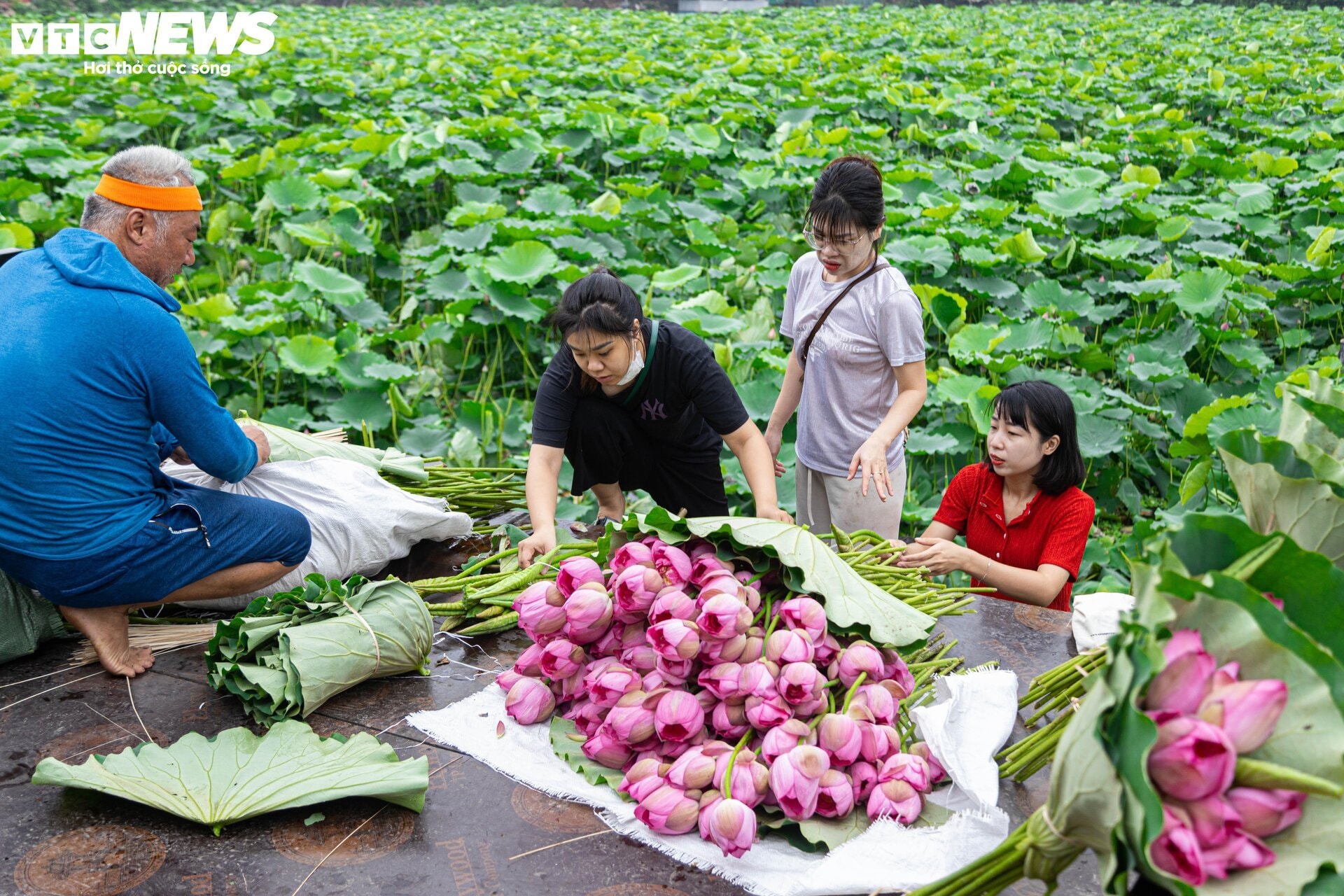 Người trồng sen hồ Tây tất bật thu hoạch, hái bao nhiêu cũng không đủ bán - 13