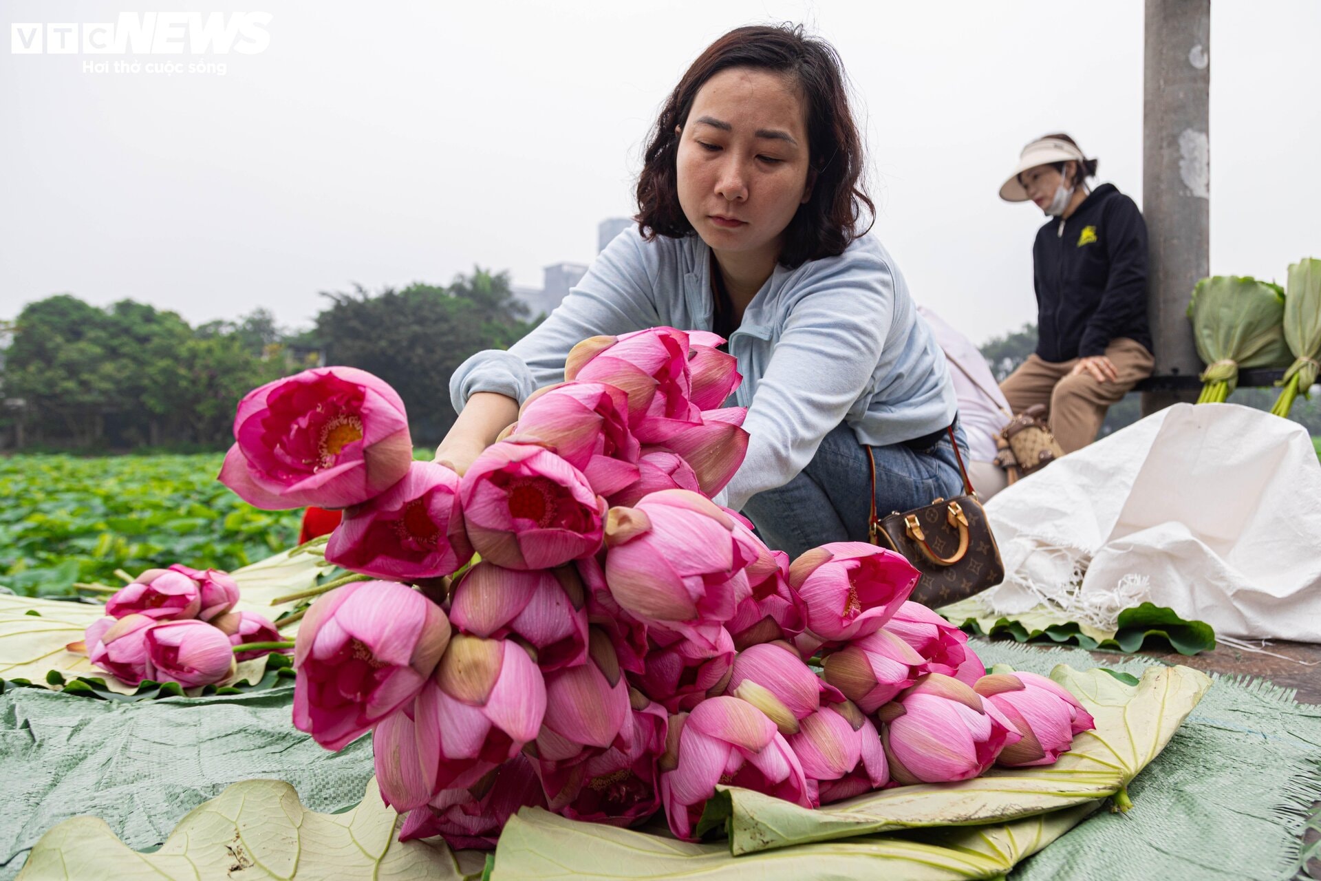 Người trồng sen hồ Tây tất bật thu hoạch, hái bao nhiêu cũng không đủ bán - 12