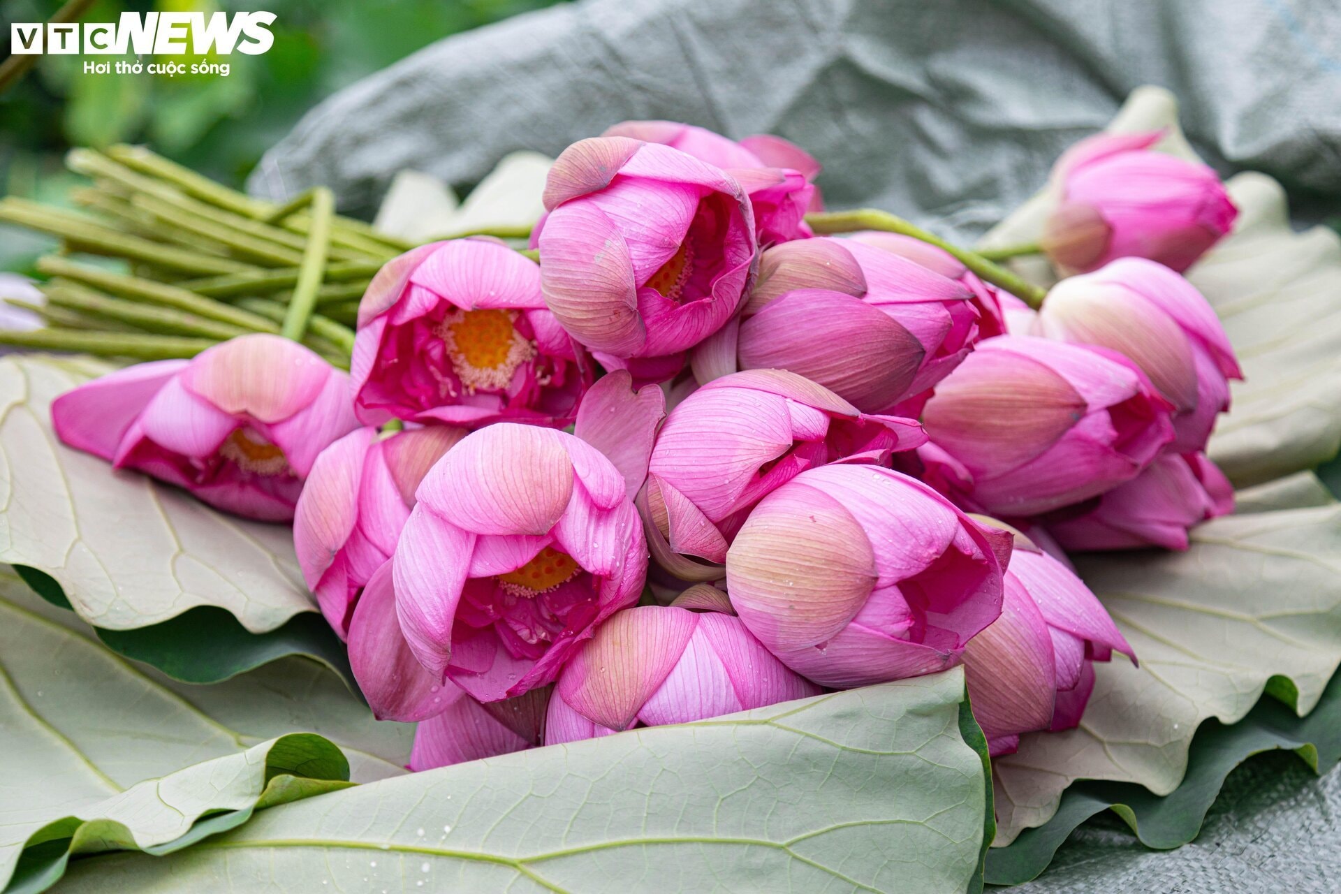 Cận cảnh quy trình ướp loại trà sen đắt đỏ nhất Hà thành, giá chục triệu đồng/kg - 2