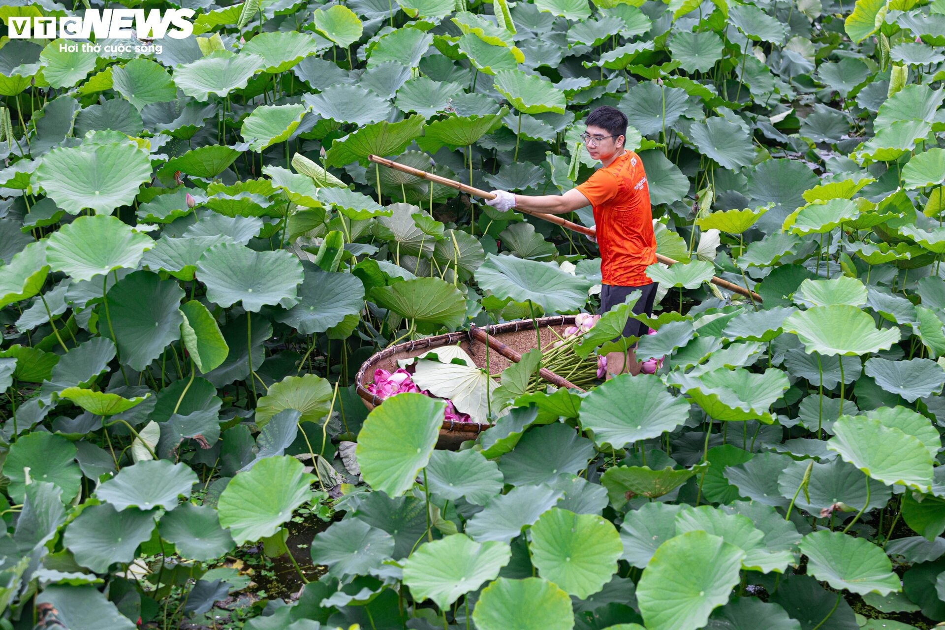 Cận cảnh quy trình ướp loại trà sen đắt đỏ nhất Hà thành, giá chục triệu đồng/kg - 1