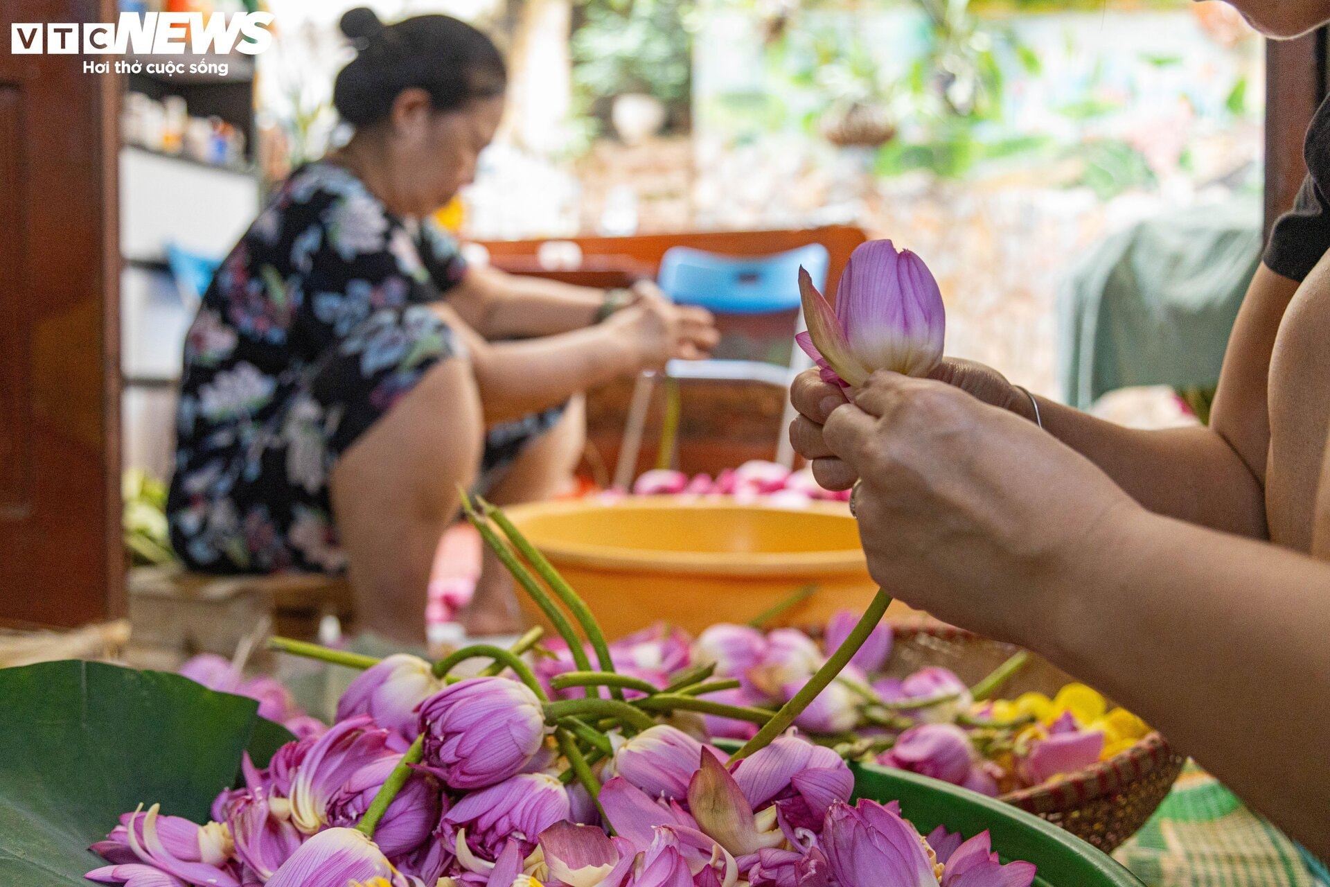 Cận cảnh quy trình ướp loại trà sen đắt đỏ nhất Hà thành, giá chục triệu đồng/kg - 16