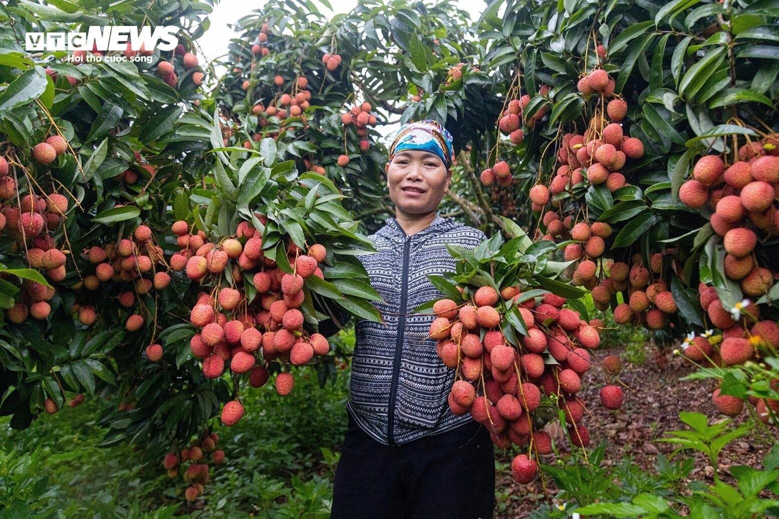 Chong đèn, thu hoạch vải thiều từ tờ mờ sáng ở Bắc Giang - 13