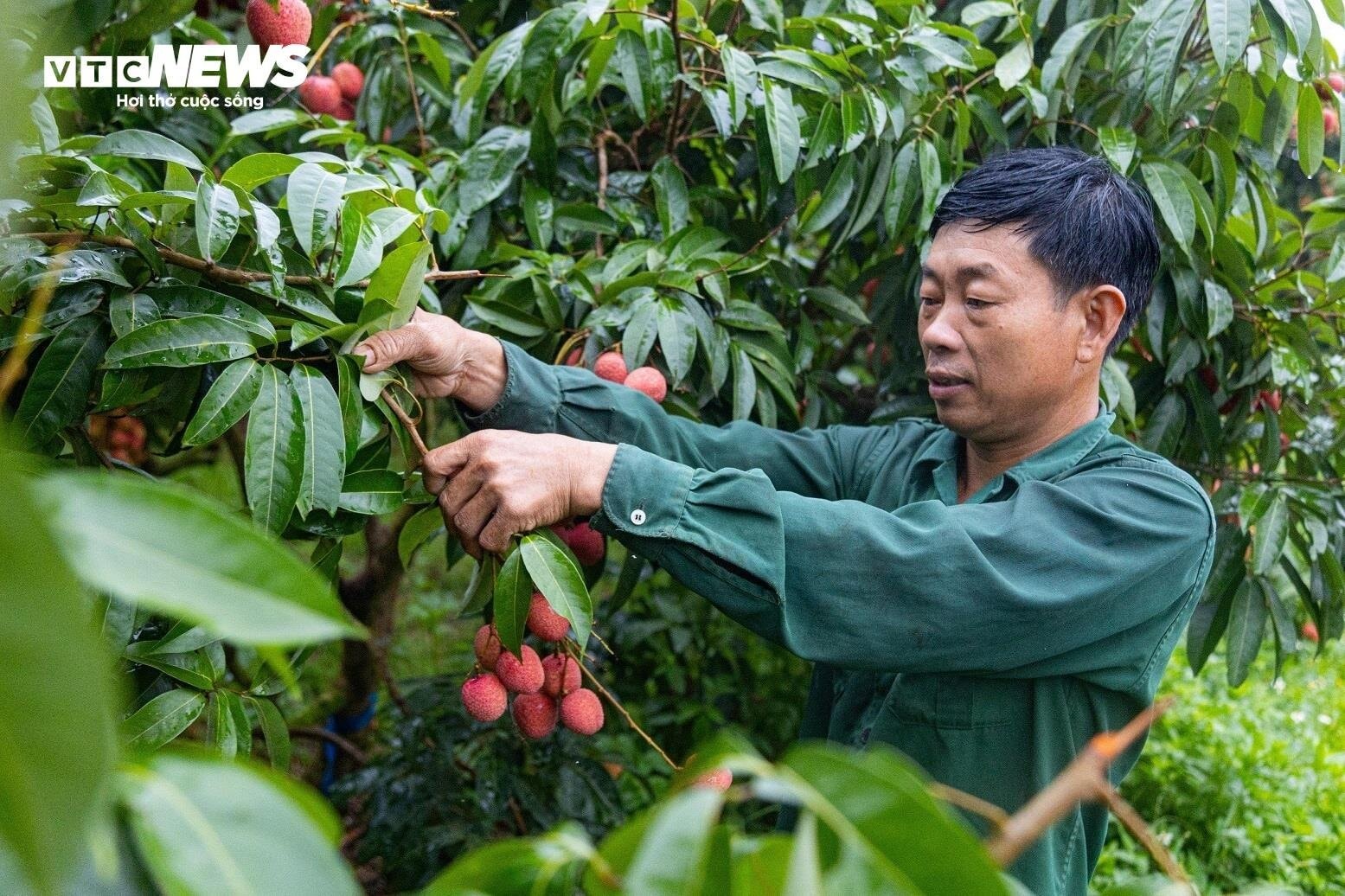 Chong đèn, thu hoạch vải thiều từ tờ mờ sáng ở Bắc Giang - 8