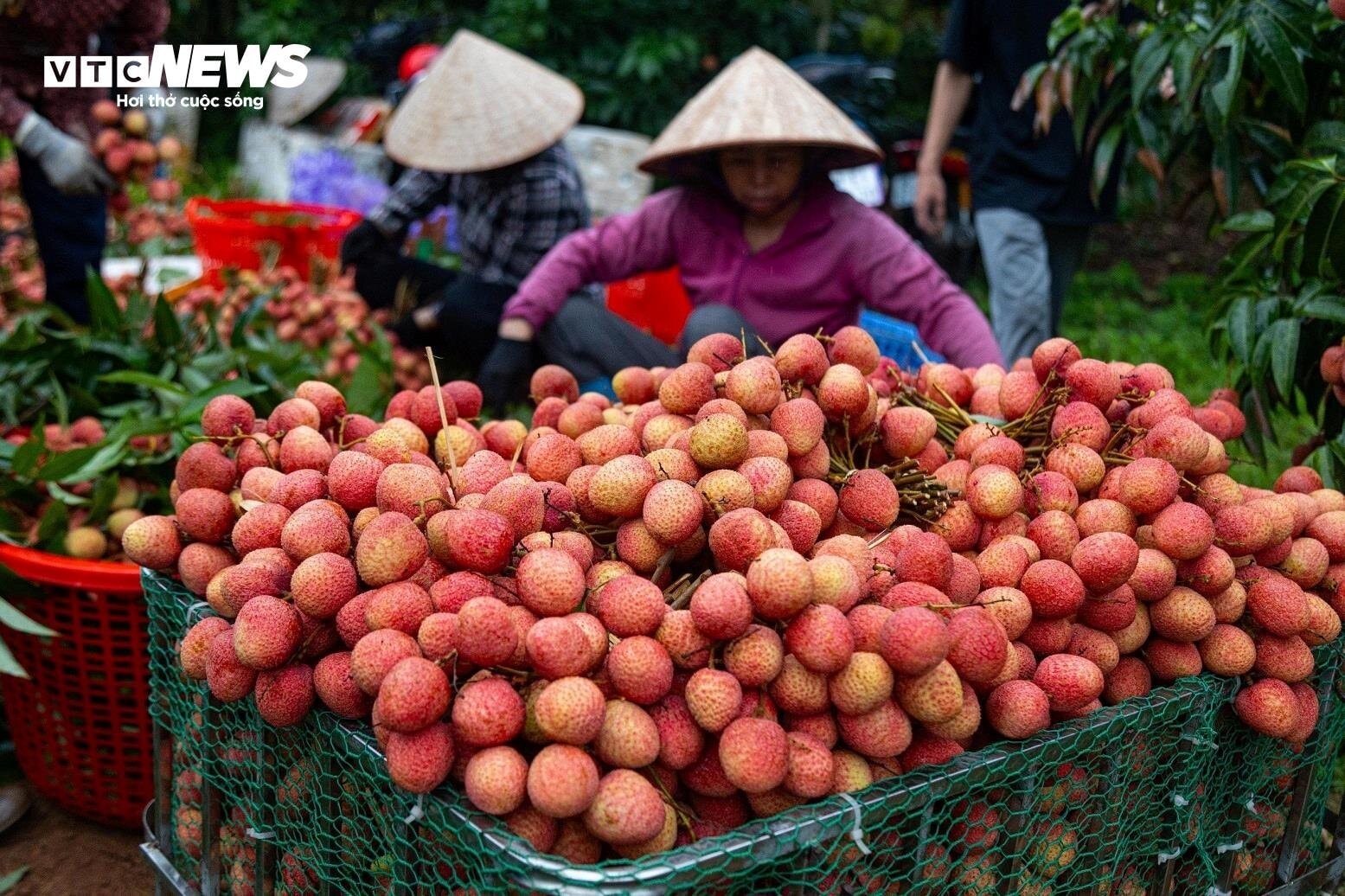 Chong đèn, thu hoạch vải thiều từ tờ mờ sáng ở Bắc Giang - 14