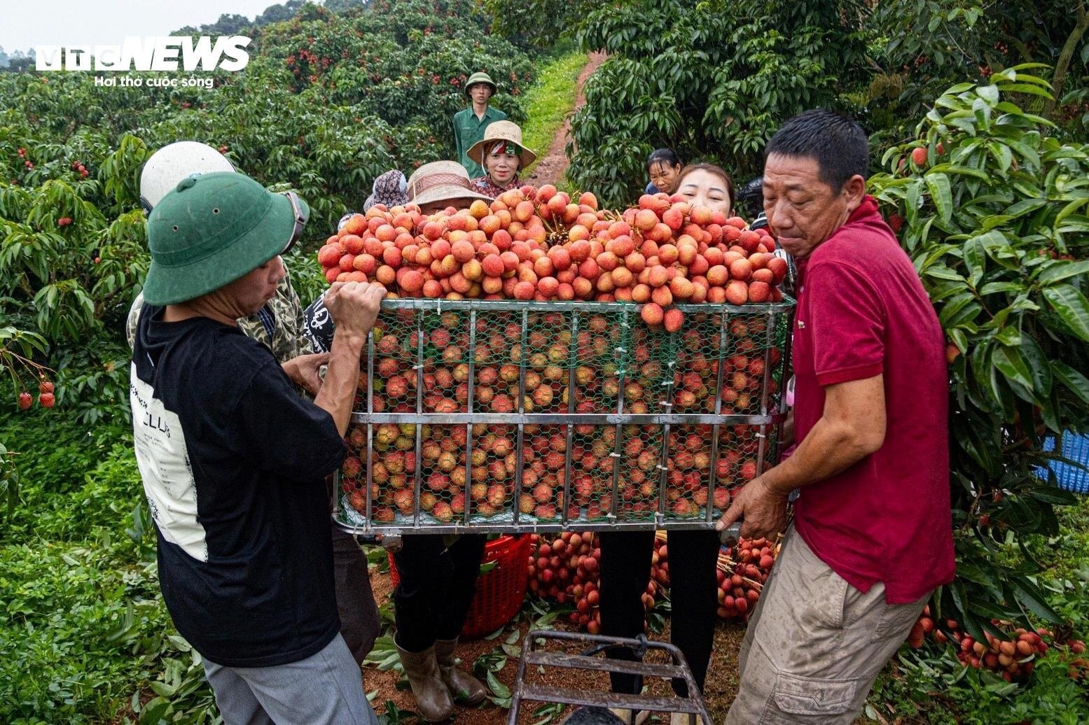 Chong đèn, thu hoạch vải thiều từ tờ mờ sáng ở Bắc Giang - 15