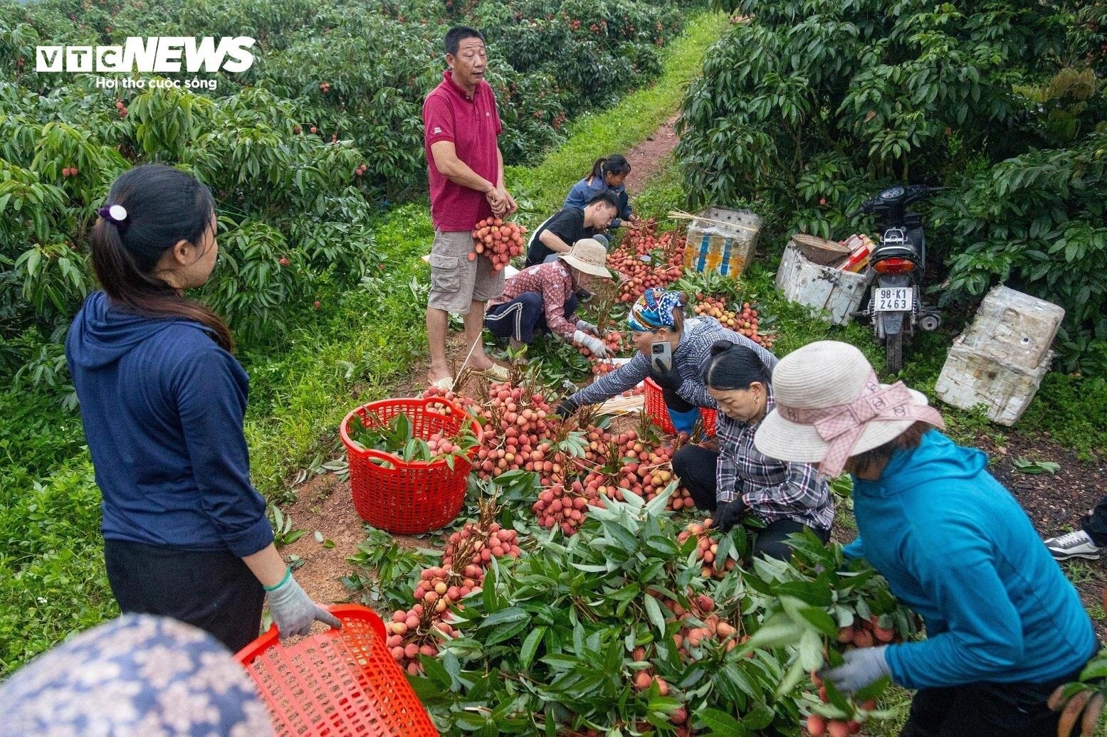 Chong đèn, thu hoạch vải thiều từ tờ mờ sáng ở Bắc Giang - 7