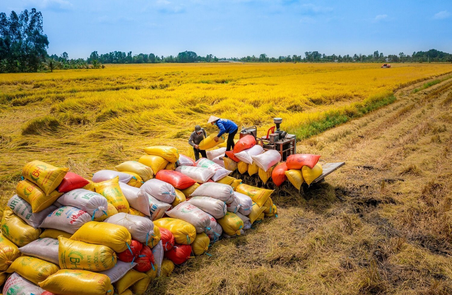 Năm 2024, Việt Nam có thể xuất khẩu hơn 7,5 triệu tấn, nếu không có bất thường về thời tiết, thiên tai, dịch bệnh. (Ảnh minh họa)