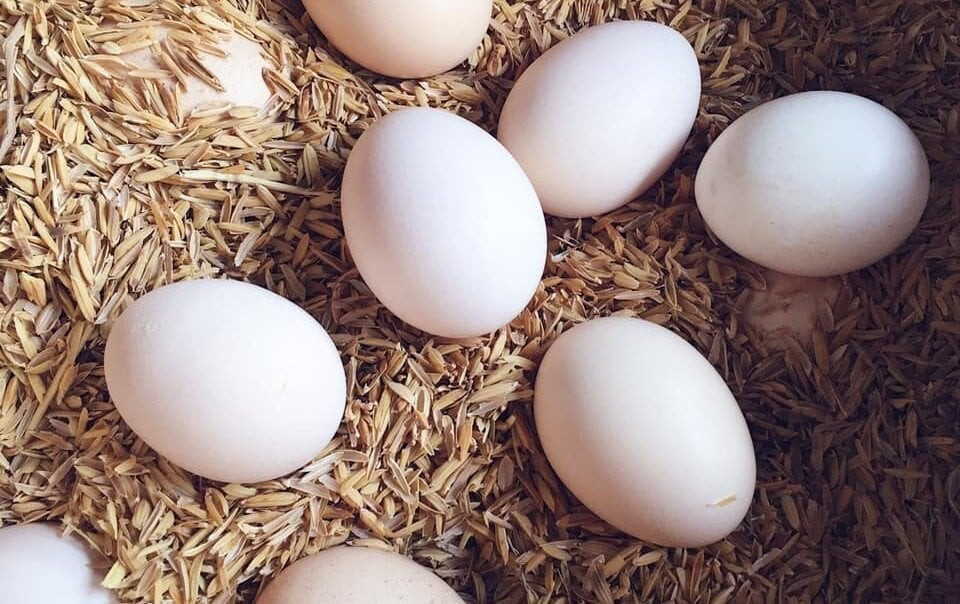 Trứng gà là thức ăn bổ dưỡng và cũng là vị thuốc quý chữa rất nhiều bệnh. (Ảnh minh hoạ)