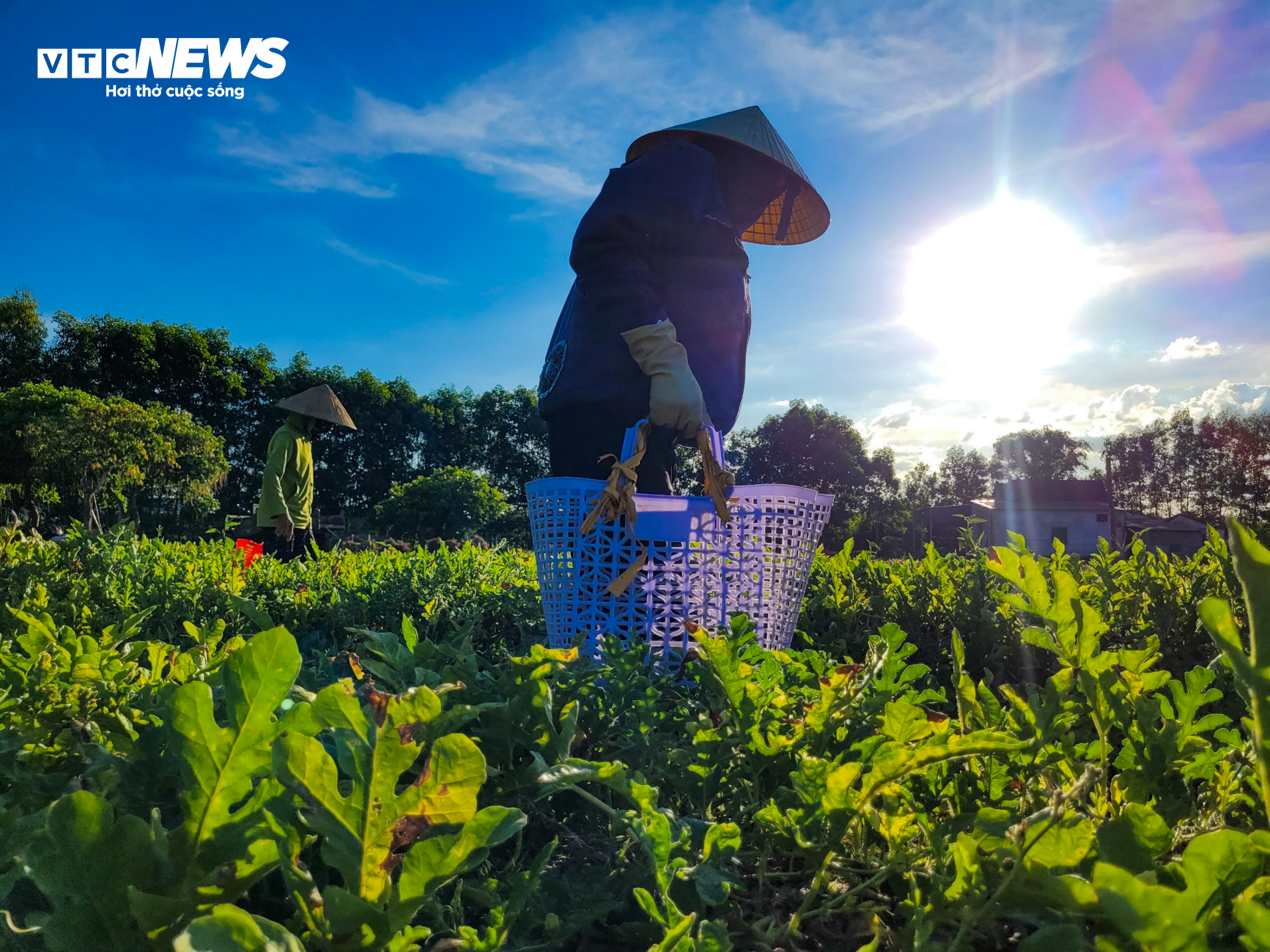 Nắng nóng gay gắt, dân trồng dưa ở Hà Tĩnh phấn khởi đếm quả thu tiền  - 10