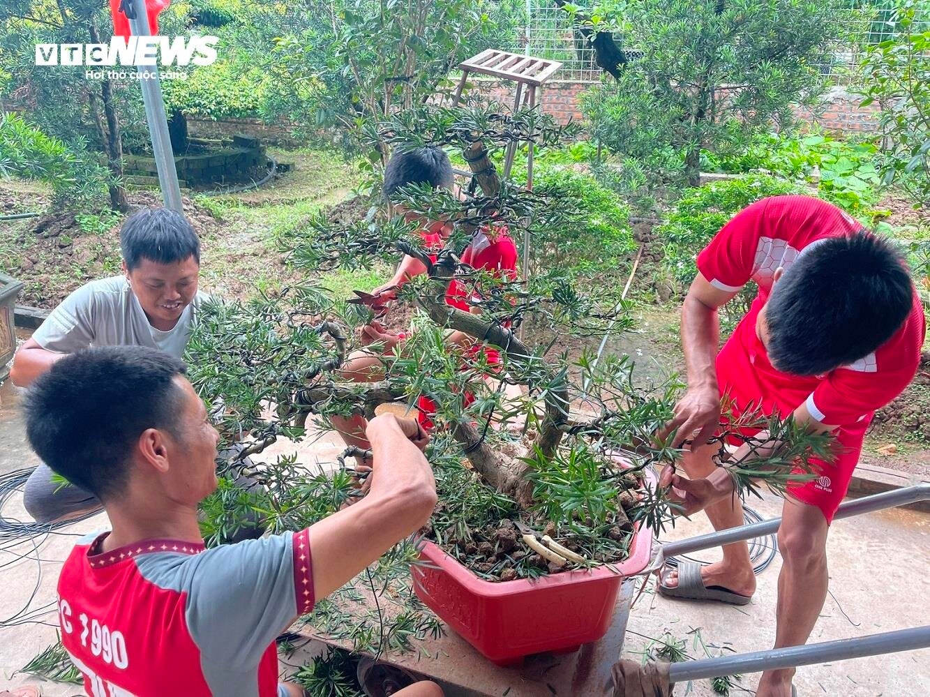 Nhiều thanh niên trong làng gắn bó với nghề sửa cây cảnh bởi hưởng thu nhập cao.