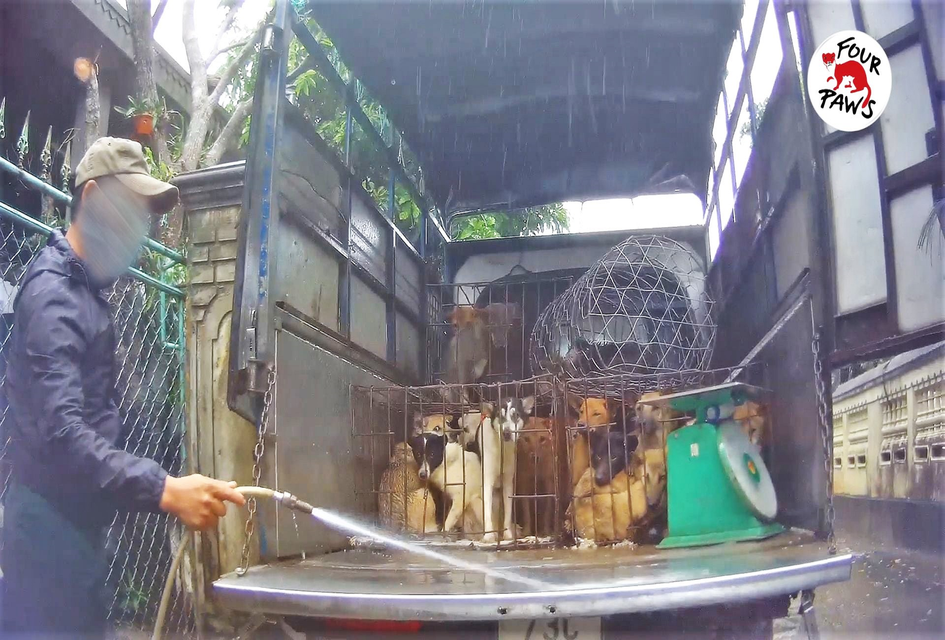 Tình trạng buôn bán thịt chó và mèo diễn ra tràn lan ở Việt Nam. (Ảnh: FOUR PAWS)