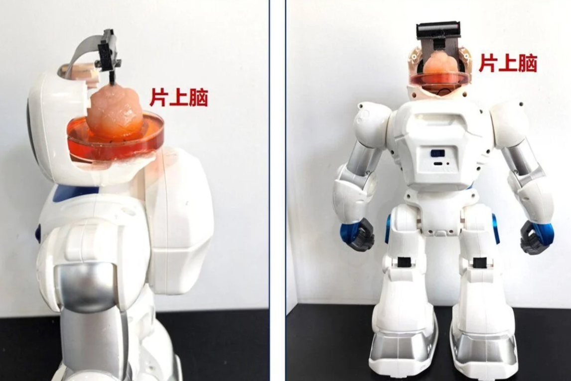 Robot được gắn não nhân tạo và chip thần kinh do các nhà khoa học Trung Quốc phát triển. (Ảnh: SCMP)