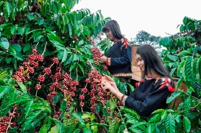 6 tháng đầu năm, Việt Nam xuất khẩu khoảng 902.000 tấn cà phê, giảm 10,6% so với cùng kỳ năm ngoái. (Ảnh minh họa)
