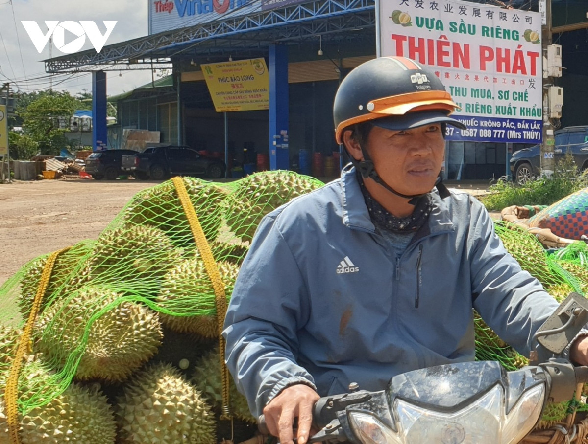 nguoi trong sau rieng lo lang vi mua keo dai, trai non rung nhieu, kho tieu thu hinh anh 10