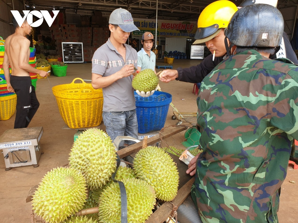 nguoi trong sau rieng lo lang vi mua keo dai, trai non rung nhieu, kho tieu thu hinh anh 2