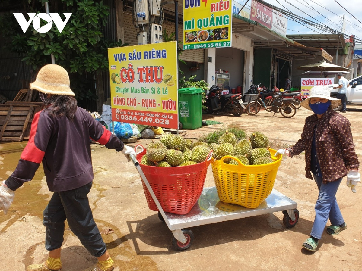 nguoi trong sau rieng lo lang vi mua keo dai, trai non rung nhieu, kho tieu thu hinh anh 4