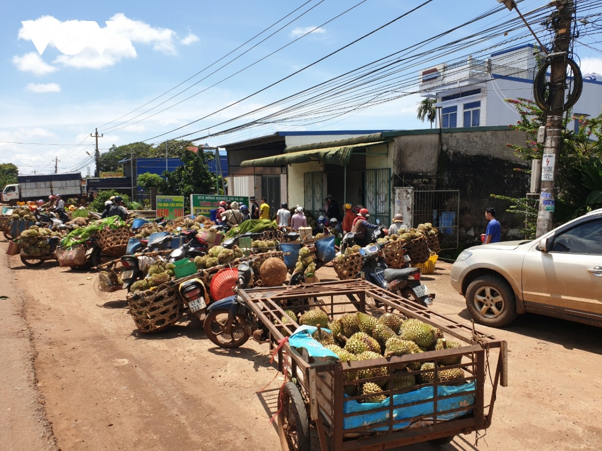 nguoi trong sau rieng lo lang vi mua keo dai, trai non rung nhieu, kho tieu thu hinh anh 6