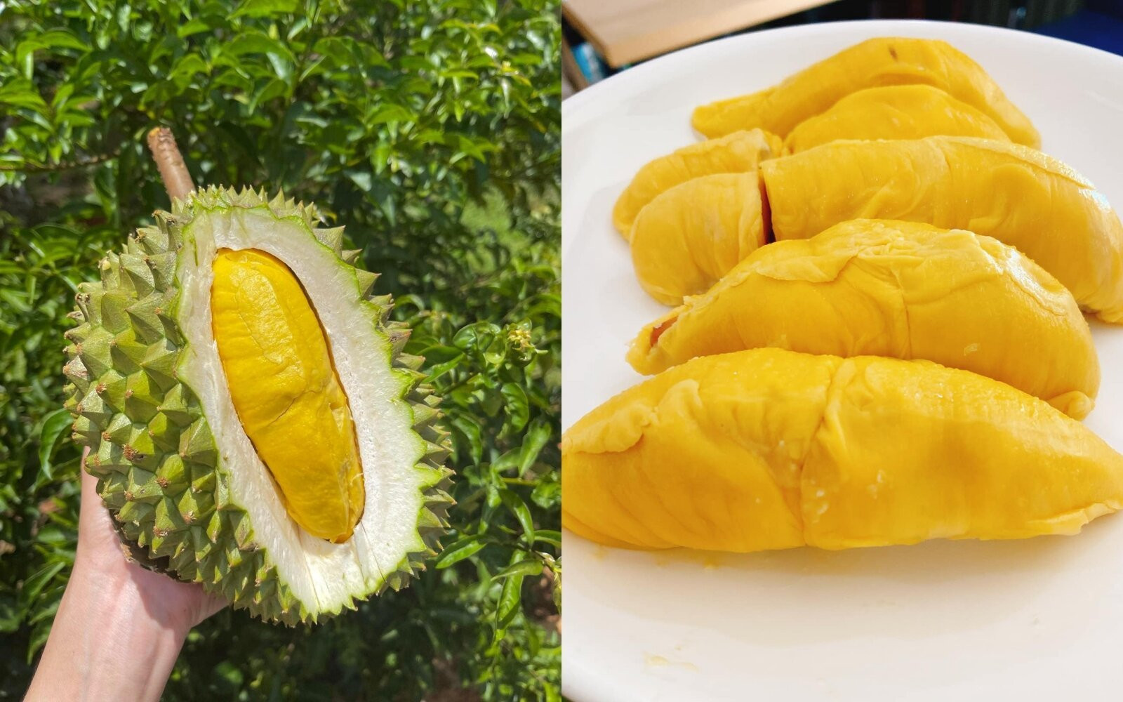 Musang King từng là món ăn xa xỉ với các tín đồ mê sầu riêng. (Ảnh chụp màn hình)