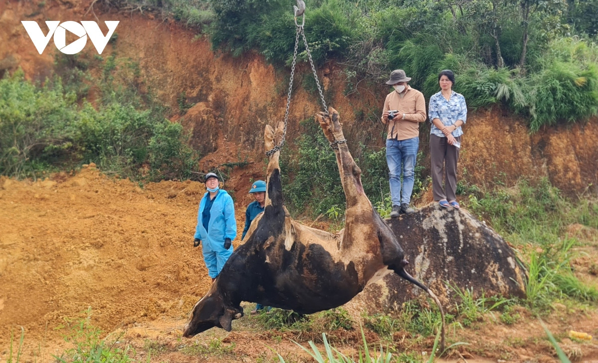 bo sua benh chet hang loat sau tiem vaccine, ho nuoi bi vat kiet kinh te hinh anh 2