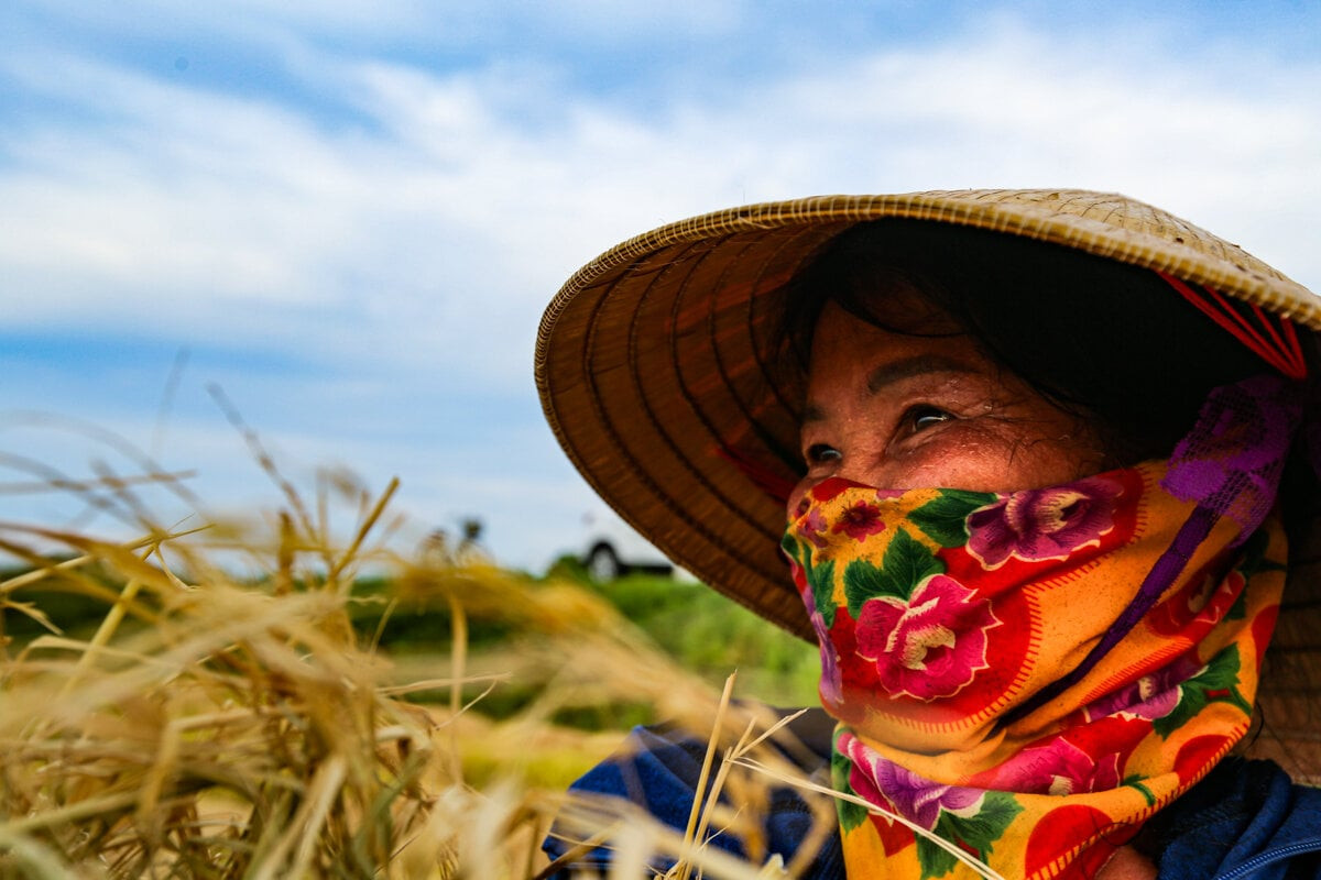 Mùa vàng trên những cánh đồng lúa đẹp như tranh vẽ ở Hà Tĩnh - 8