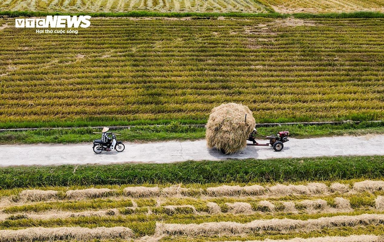 Mùa vàng trên những cánh đồng lúa đẹp như tranh vẽ ở Hà Tĩnh - 18